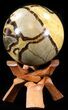 Polished Septarian Sphere - With Stand #43651-2